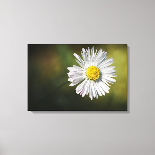 Impression sur toile - Fleur de marguerite (Recto)