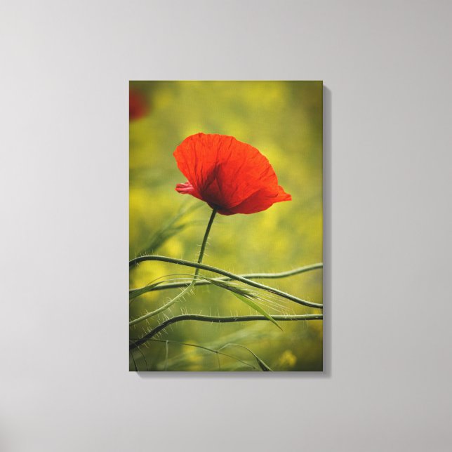 Impression sur toile - Fleur de pavot unique en fl (Recto)