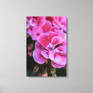Impression sur toile Fleurs de géranium rose