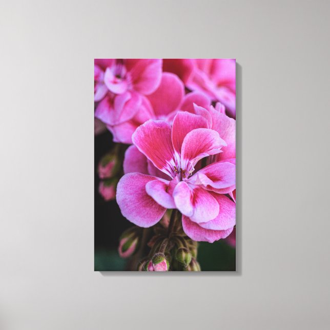 Impression sur toile Fleurs de géranium rose (Recto)