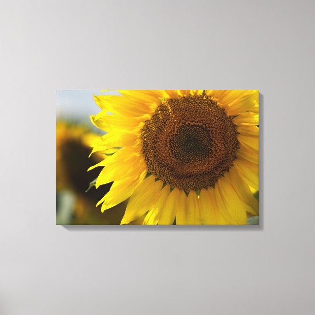 Impression sur toile - Gros plan de beau tournesol (Recto)