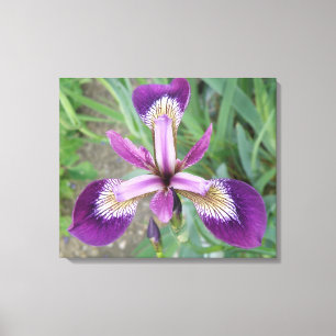 Impression sur toile Iris violet