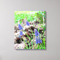 Impression sur toile - Jacinthe des vignes