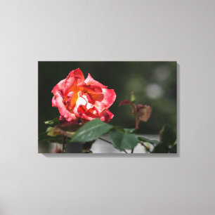 Impression sur toile La rose qui se fane