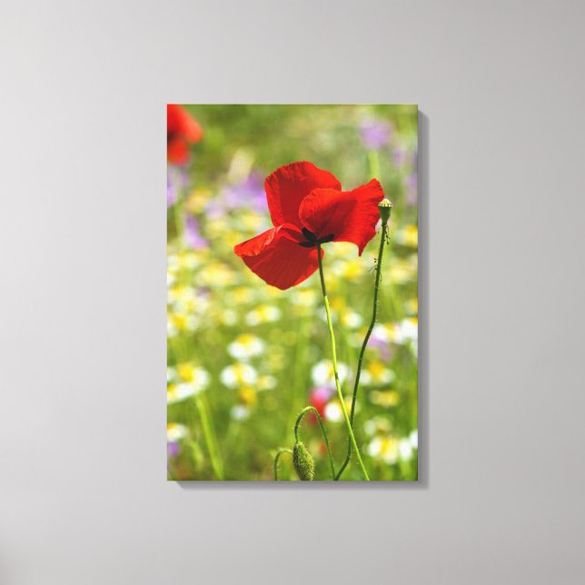 Impression sur toile - Le Coquelicot rouge (Recto)