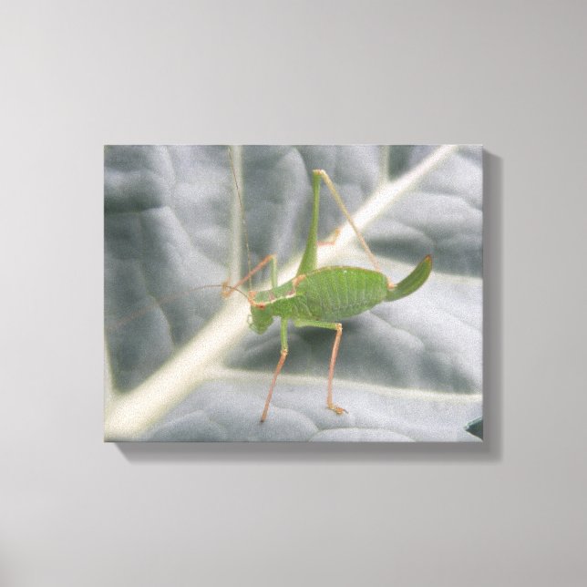 Impression sur toile macro du criquet vert (Recto)