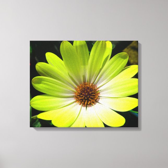 Impression sur toile Marguerite africaine Jaune Fl (Recto)