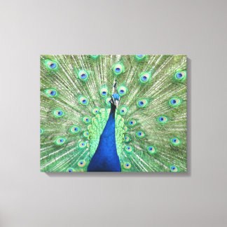 Impression sur toile - Paon avec la queue déployée