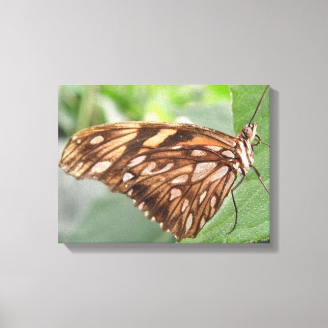 Impression sur toile Papillon Brun Joli (Recto)