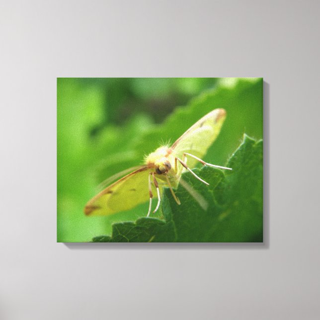 Impression sur toile Papillon de soufre (Recto)