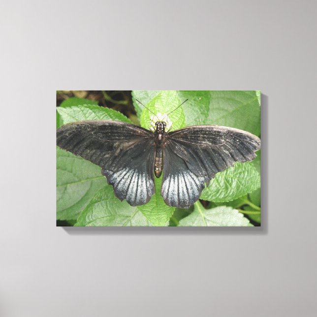 Impression sur toile Papillon et fleurs tropicales (Recto)
