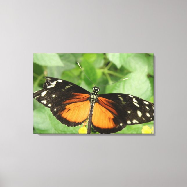 Impression sur toile Papillon Héliconide Hécale (Recto)
