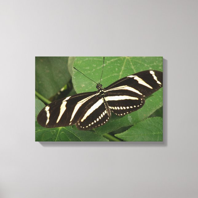 Impression sur toile Papillon Heliconius charithon (Recto)