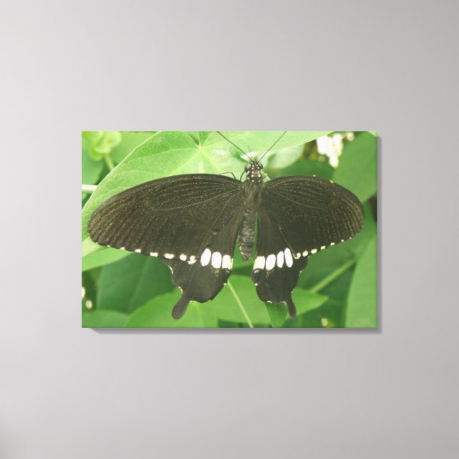 Impression sur toile Papillon Mormon commun (Recto)