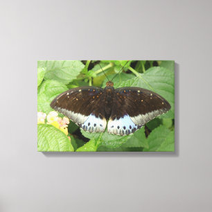 Impression sur toile Papillon Tropical Mignon