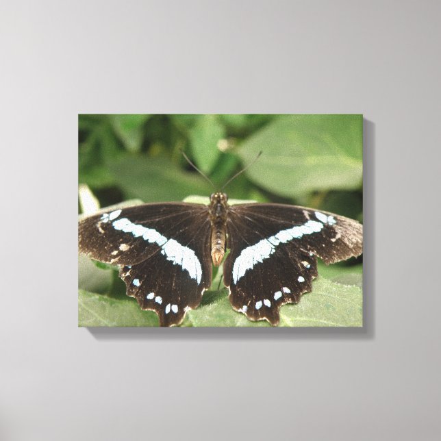 Impression sur toile papillon tropical noir et bla (Recto)