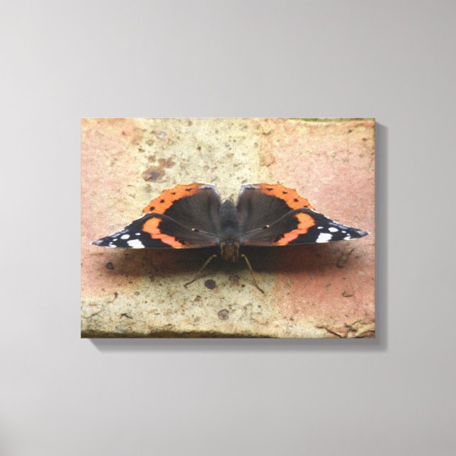 Impression sur toile Papillon Vanessa atalanta (Recto)