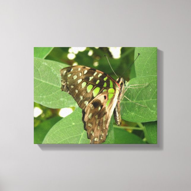 Impression sur toile papillon vert iridescent trop (Recto)
