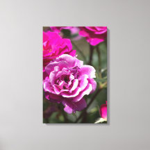 Impression sur toile Photographie de belles roses