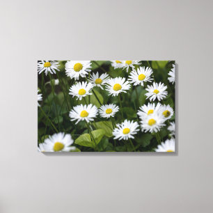 Impression sur toile Photographie de marguerites s
