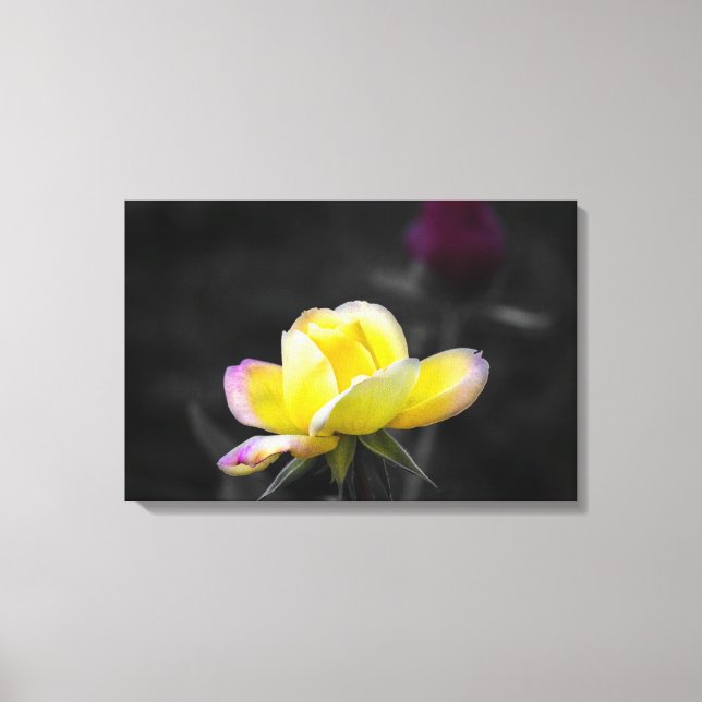 Impression sur toile Photographie de rose jaune (Recto)