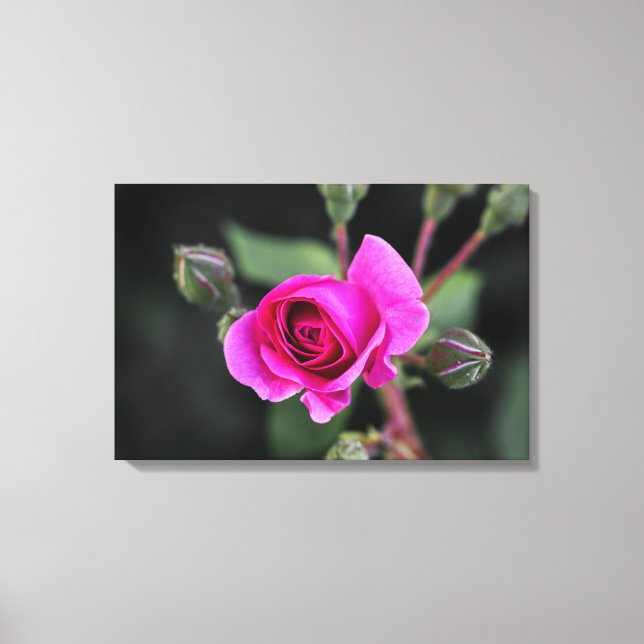 Impression sur toile Photographie de rose rose et  (Recto)