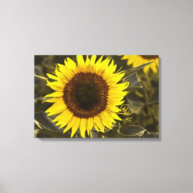 Impression sur toile Photographie de tournesol dan (Recto)