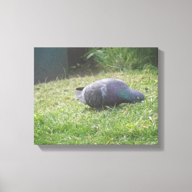 Impression sur toile Pigeon dormant (Recto)