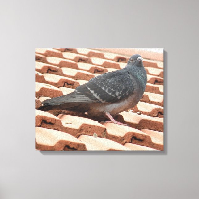 Impression sur toile Pigeon sur un Toit (Recto)