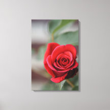 Impression sur toile Rose rouge Élégance Photograp