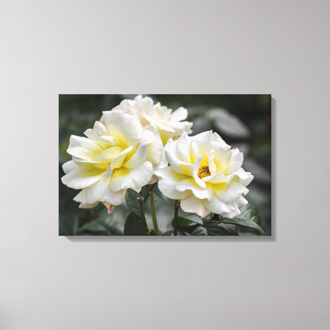 Impression sur toile Roses blanches Photographie (Recto)