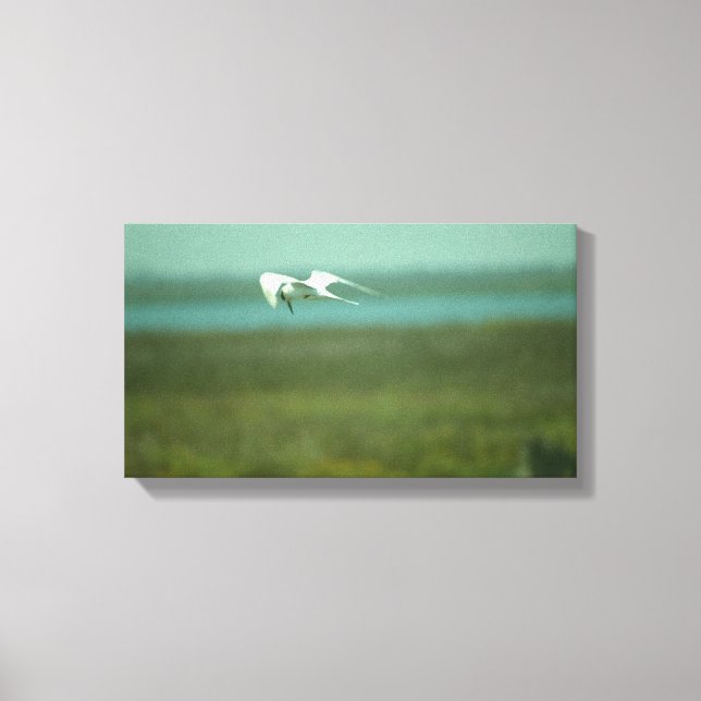 Impression sur toile - Sterne en vol (v.2) (Recto)