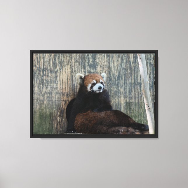 Impression sur toile tendue ambiance panda roux (Recto)