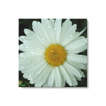 Impression sur toile tendue Daisy Dream