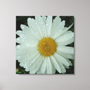 Impression sur toile tendue Daisy Dream