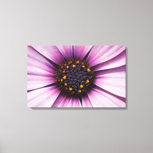 Impression sur toile tendue d'Osteospermum fleur v (Recto)