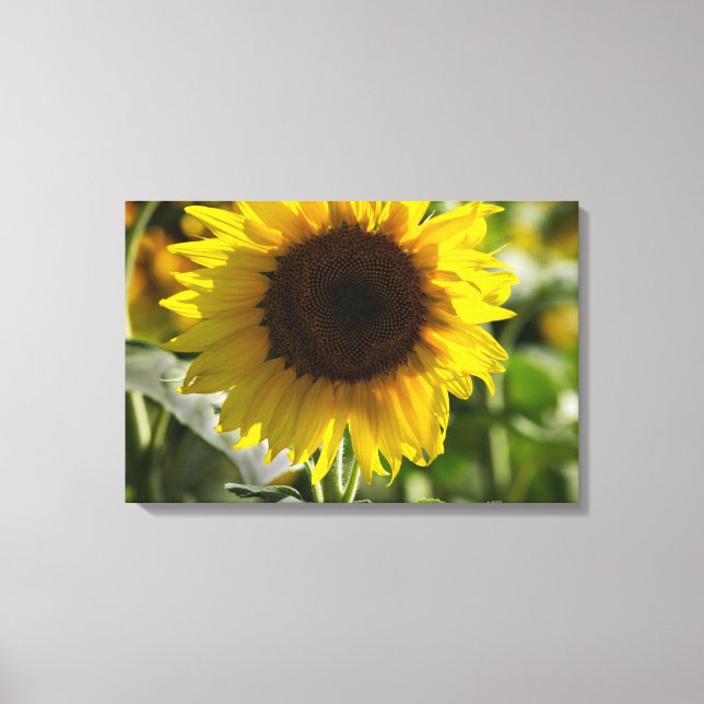 Impression sur toile - Tournesol isolé dans un cha (Recto)