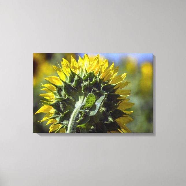 Impression sur toile Tournesol Perspective inversé (Recto)