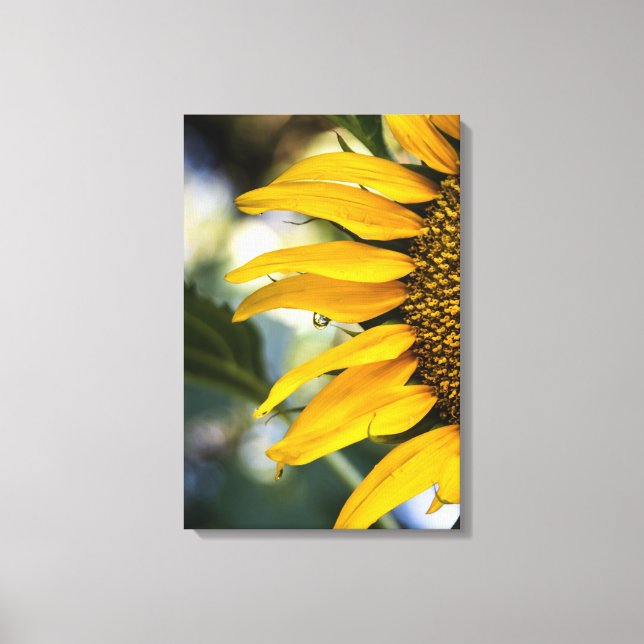 Impression sur toile Tournesol Pluie avec gouttes  (Recto)