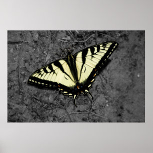 Impression Tigre Est