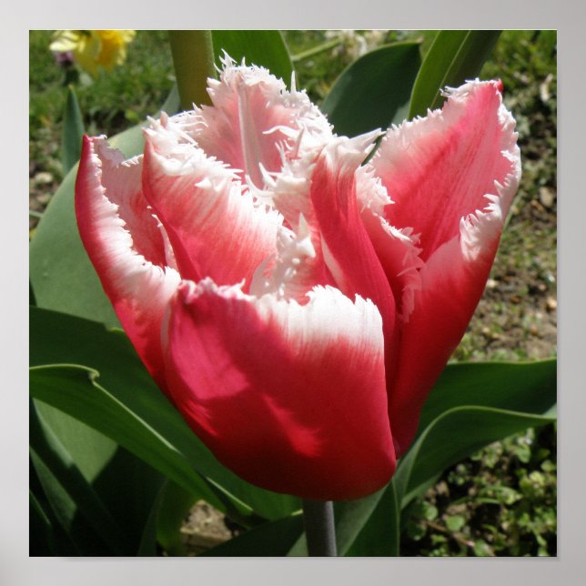 Impression Tulipe à franges roses (Devant)