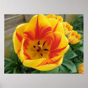 Impression Tulipe flamme