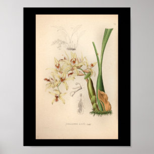 Impression Vintage de fleurs d'orchidées 1860