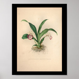 Impression Vintage de fleurs d'orchidées 1860