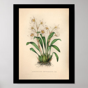 Impression Vintage de fleurs d'orchidées 1860
