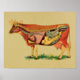 Impression Vintage de l'anatomie de la vache 1905