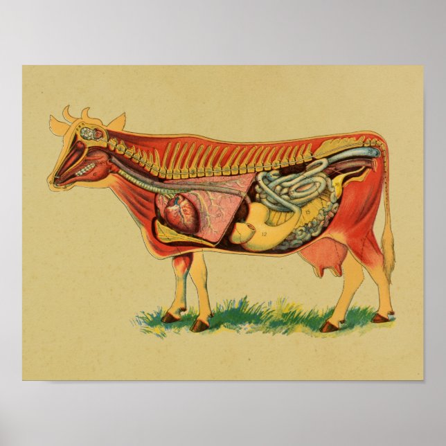 Impression Vintage de l'anatomie de la vache 1905 (Devant)