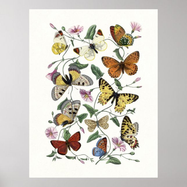 Impression vintage de papillon et de moth, Paul Ge (Devant)
