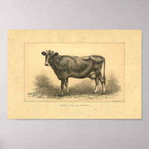 Impression vintage de vaches Jersey 1888