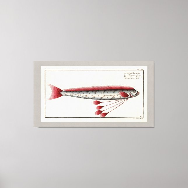 Impression Vintage d'Oarfish géant (Recto)